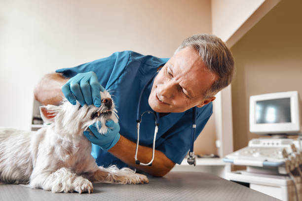 Best Root Canal Emergency Dentist  in North Braddock, PA
